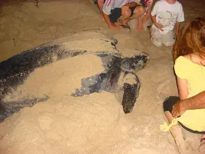Midnight Turtle Trip